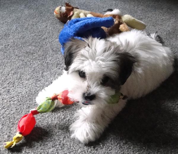 /Images/uploads/Humane Rescue Alliance/HRACalendarPhotoContest/entries/9056thumb.jpg